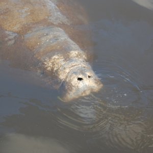 Media 'This guy came to visit at Indiantown Marina there was an 8' alligator laying on the back about 75' away. Apparently they don't like manatee' in album 'This guy came to visit at Indiantown Marina there was an 8' alligator laying on the back about 75' away. Apparently they don't like manatee'