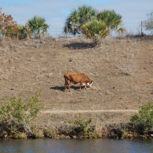 Cattle grazing on Levy