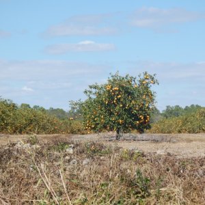 Orange Groves along the way