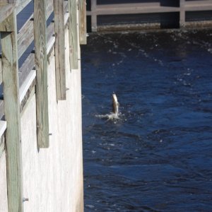 Catching snook from Franklin Dam