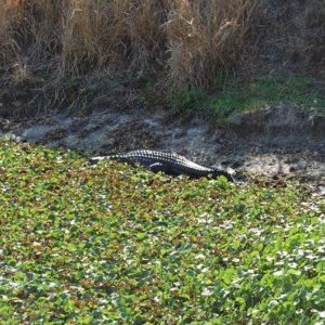 My watch gator