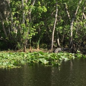 Gators sunning on shore. (Center right of photo)
