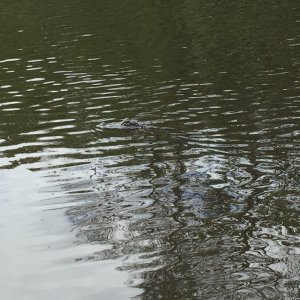 Little Gator just swimming by