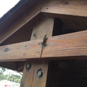 Critters at Hontoon State Park