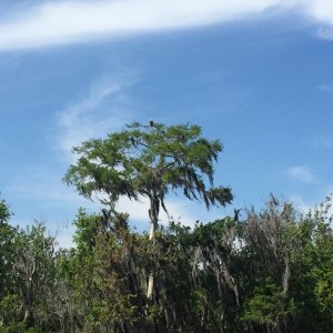 Eagle in the tree top