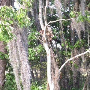 Barred owl in tree with his dinner. (Center of photo)