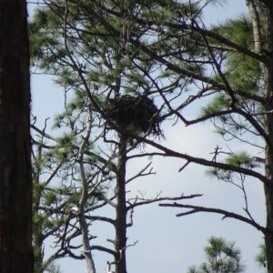 Eagle Nest on Hontoon.