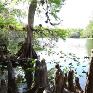 Ceder Knees--Hontoon Dead River.