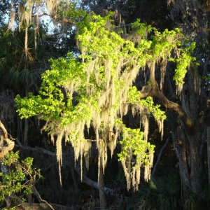 Evening light.  Silver Glen Springs.