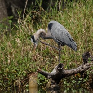 Sometimes you get an itch..even the great blue heron...
