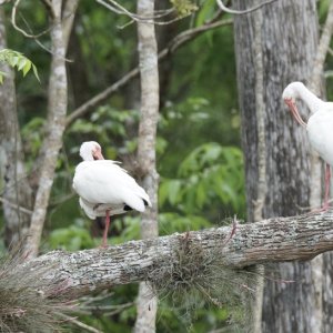 Media 'White Ibis' in album 'Crew from Midnight Flyer and Alma\'s two enjoying some good German Food in Sanford.'