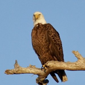 Bald Eagle--don't mess with me.