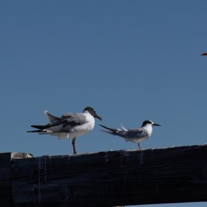 One good Tern.....deserves.....