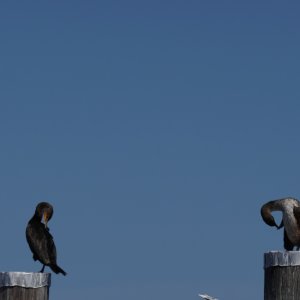 cormorants