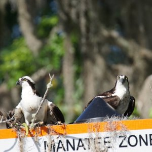 Osprey on the nest