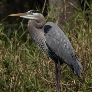 Great Blue heron--itch satisfied.