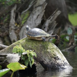 Media 'Turtle stretch' in album 'Crew from Midnight Flyer and Alma\'s two enjoying some good German Food in Sanford.'
