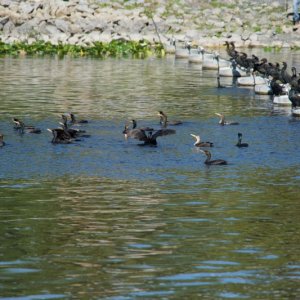 lots of cormorants.