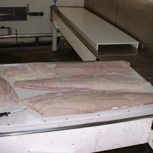 (416rigby) Meat from 200 pounder