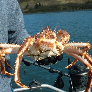 Media 'King crab' in album 'Donna's first King'