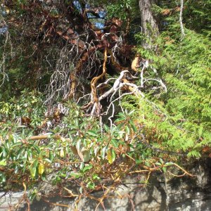 Arbutus, Galiano Island.