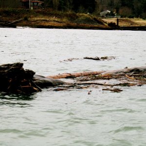 Swinomish Log Dodge