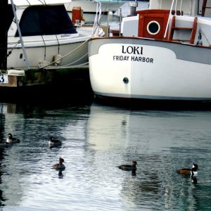 Media 'Friday Harbor Family Christmas' in album 'Colin\'s Photos, Christmas Cruise'