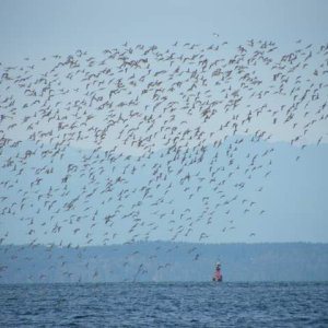 A flock of unidentified sandpipers, (known as "Peeps") kept me mesmerized with their tight formation flying.