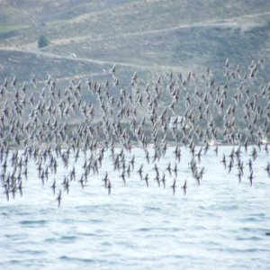 Media 'Incredible formation flying.' in album 'A flock of unidentified sandpipers, (known as "Peeps") kept me mesmerized with their tight formation flying.'