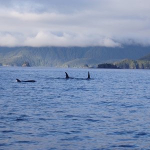 Coss Sound Orcas