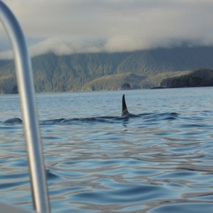 Cross Sound Orcas