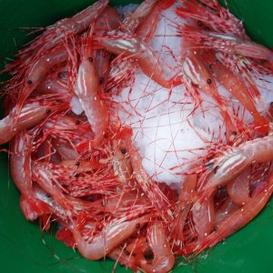 Pelican Prawns