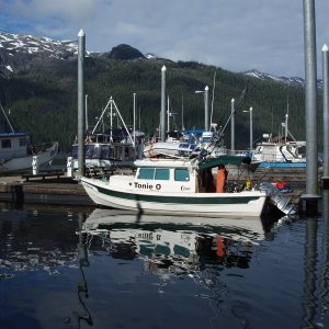 Media 'Pelican' in album 'White Sulfur'