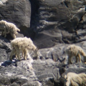 Media 'Goats' in album 'White Sulfur'
