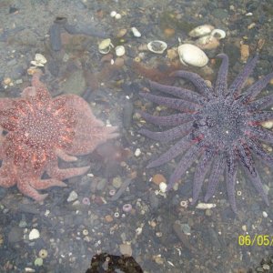 Starfish