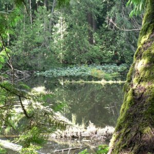 Mallard Lake, on Newcastle Island