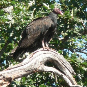 A Turkey vulture waits for visitors to depart so it can continue gorging on a putrid dead seal nearby (caption corrected 7/29)