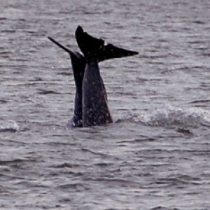 Dolphins playing