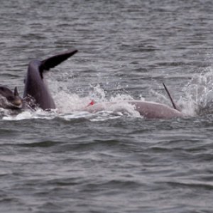 Media 'More dolphins' in album 'Love those ears'