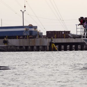 Media 'Dolphin watch boat' in album 'Love those ears'