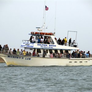 Media 'Lots of dolphin watchers' in album 'Love those ears'
