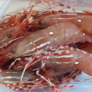 Spot Shrimp