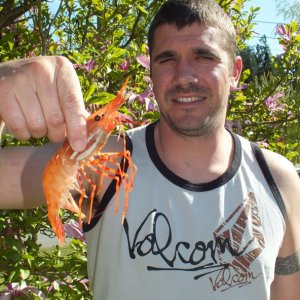 Huge Spot Shrimp!