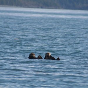 Sea Otters