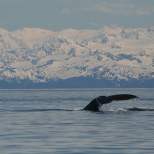 PWS Whale - May 2007