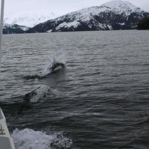 Porpoises first trip 2007