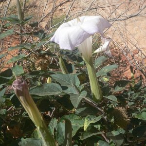 Beauty emerging in the canyon