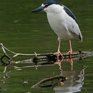 Night Heron near Lone Branch