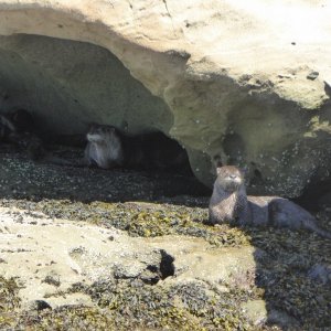 You have to be quick with the camera when you spot these guys. Usually they see you first and disappear into the water.