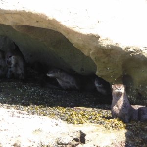 River otters hiding under the rocks